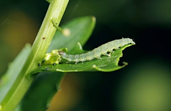 Diamondback moth caterpillar