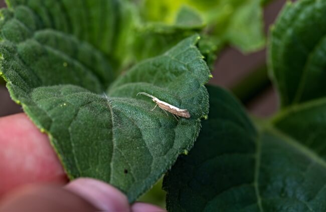 Diamondback moth on a leaf