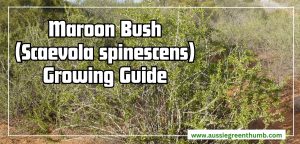 Maroon Bush (Scaevola spinescens) Growing Guide