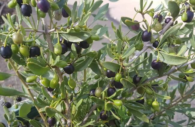 Maroon bush berries