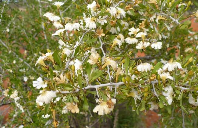 Maroon bush flowers