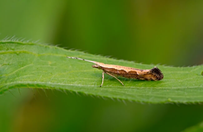 Diamondback moth on a leaf