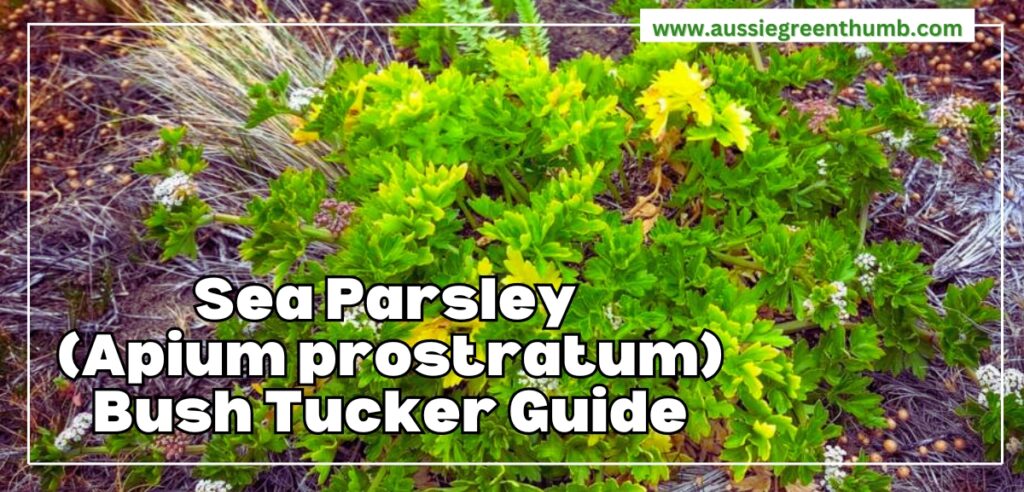 Sea Parsley Bush Tucke Guide