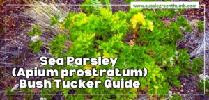 Sea Parsley Bush Tucke Guide