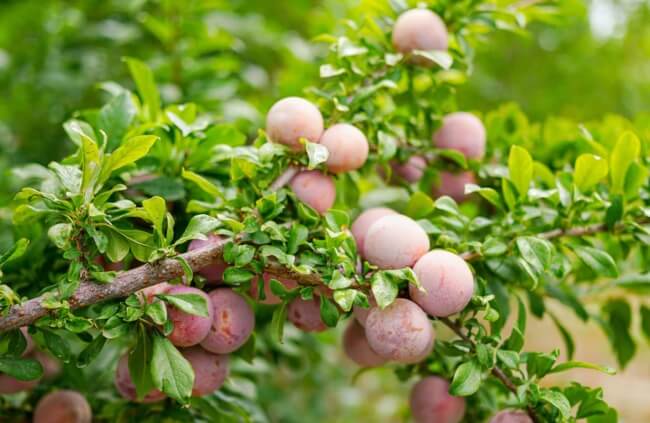 Growing Plumcot Trees in Australia