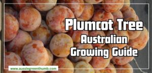 How to Grow Plumcot Trees in Australia