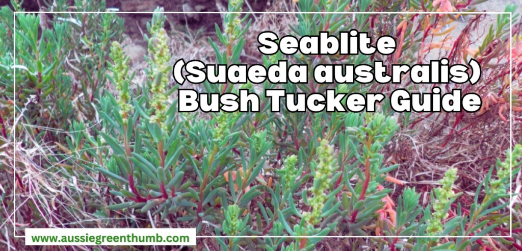 Seablite Bush Tucker Guide