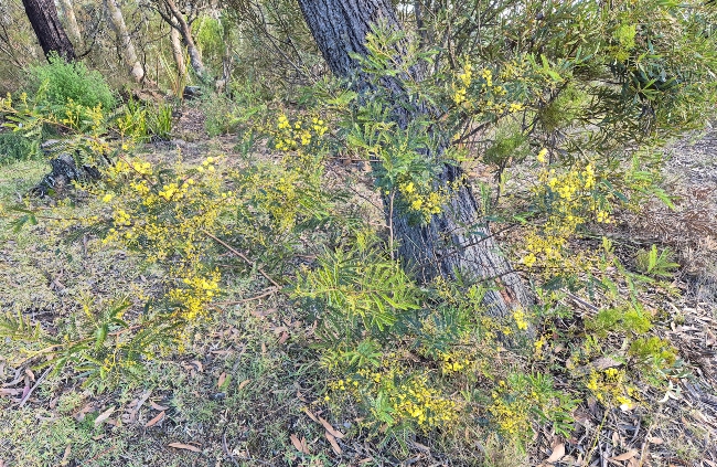 Spring Blooming Wattle