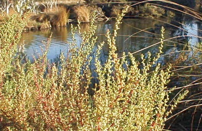 Suaeda australis, commonly known as Seablite