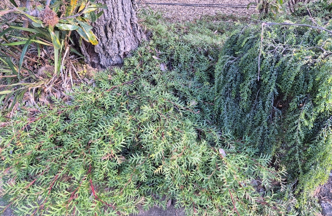 Using Grevillea as groundcover