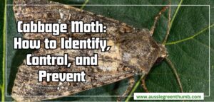 Cabbage Moth How to Identify, Control, and Prevent