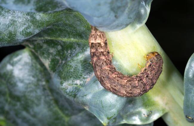 Cabbage moth caterpillar