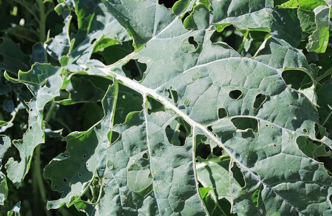 Cabbage moth damage