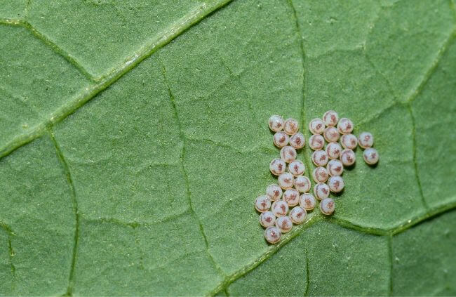 Cabbage moth eggs