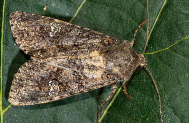 Mamestra brassicae, commonly known as Cabbage moth