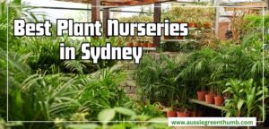 Best Sydney Nurseries