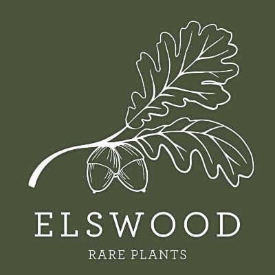 NSW Plant Nurseries - Elswood Rare Plants