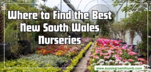 New South Wales Nurseries