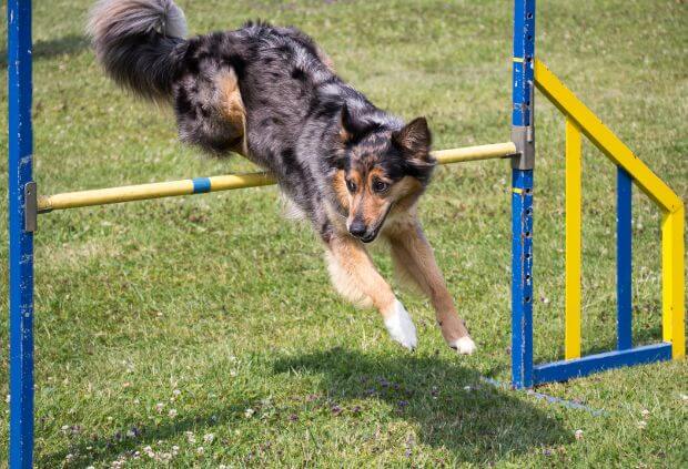 Designing pet runs that blend with gardens, dog leaping over a blue and yellow jump