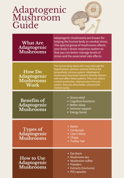 All About Adaptogenic Mushrooms