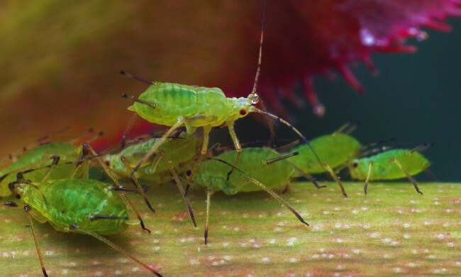 Aphids the sap-suckers