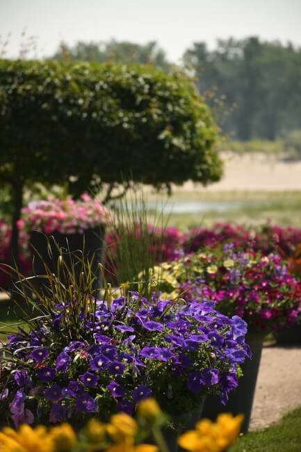 Bright seasonal flowers arranged in a colourful garden, reflecting Australian garden trends and design inspiration.