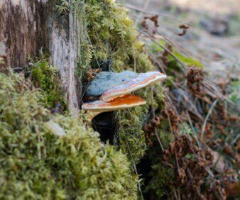 Chaga mushrooms have some great stress relief properties.