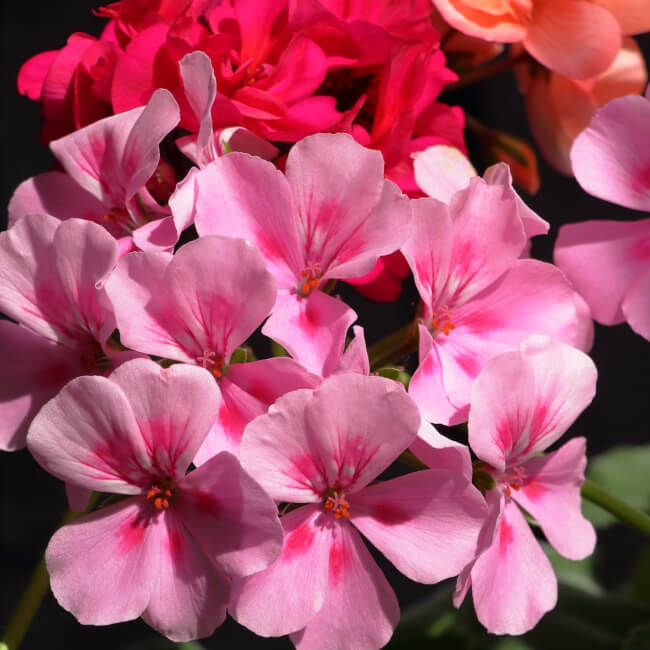 Colorful garden flowers showing creative colour combinations.