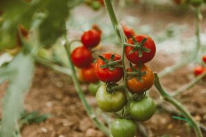 Learn how to prevent tomato pests using effective, nature-based methods.