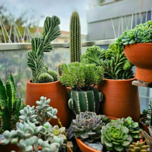 Modern garden arrangement with potted succulents and cacti, reflecting contemporary Australian garden trends.