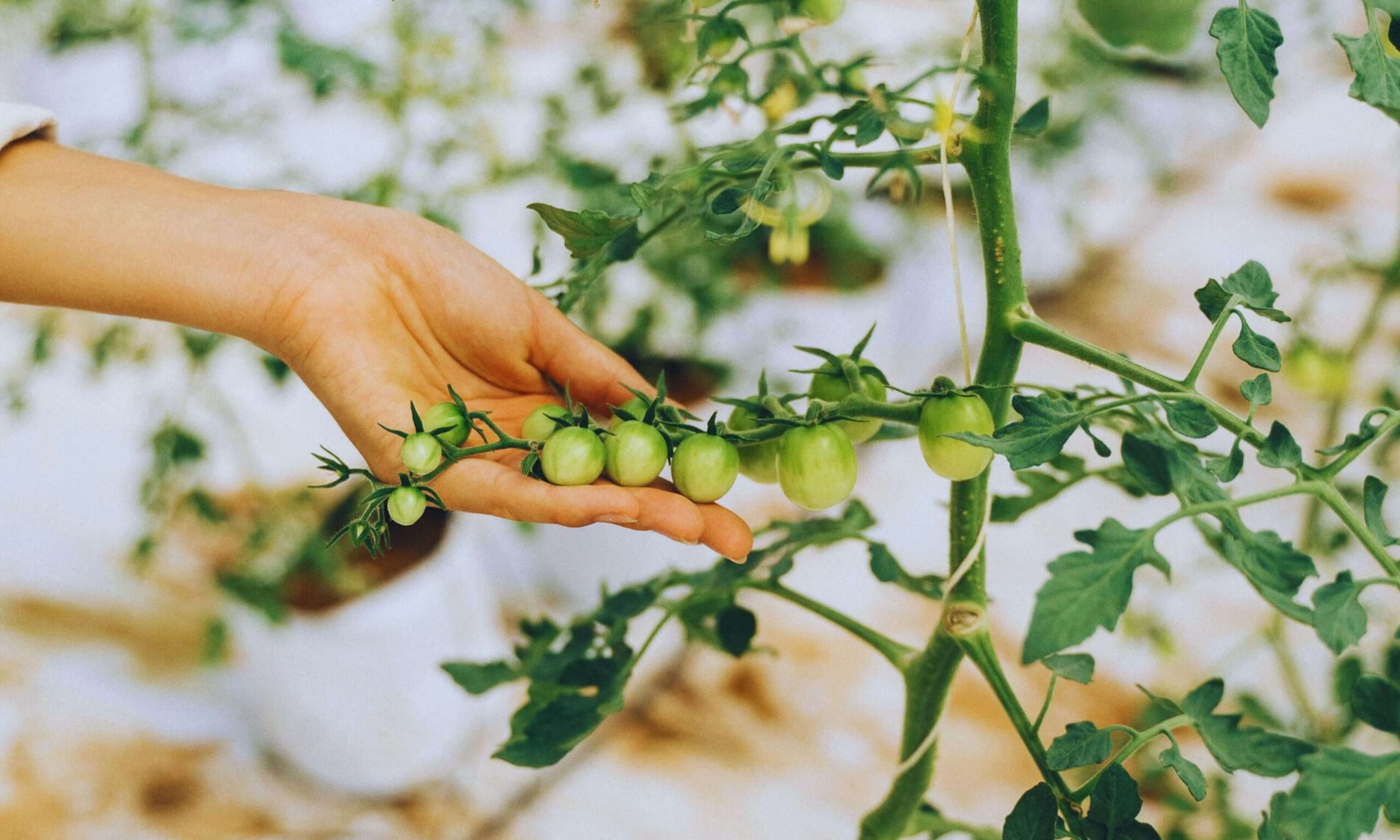 Protect your tomatoes without chemicals and enjoy a healthier, more resilient harvest.