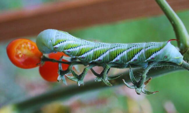 Tomato hornworms