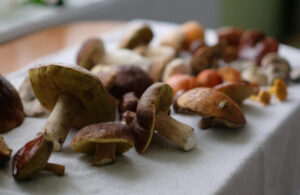 Understanding the Benefits and Uses of Adaptogenic Mushrooms
